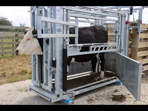 General cattle crush demonstration video